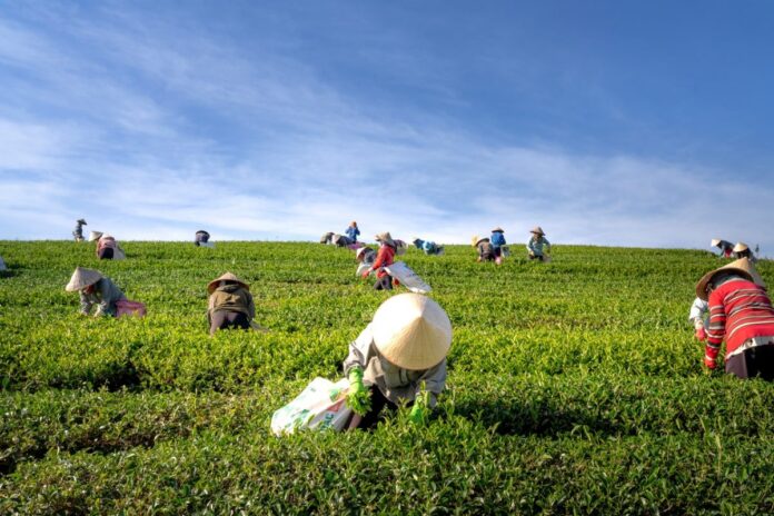 AGRICULTURE-IN-INDONESIA-INDIA