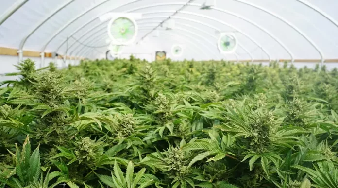 cannabis-plantation