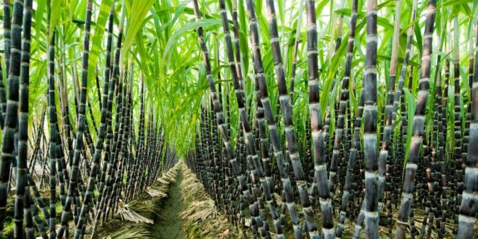 sugarcane
