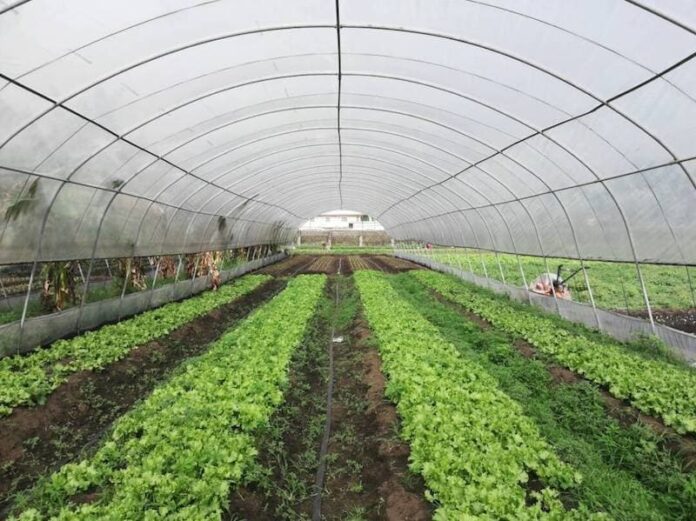 GREENHOUSE