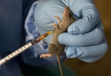 Lassa Fever Death Toll Rises to 214 in Nigeria as Fatality Rate Hits 25%