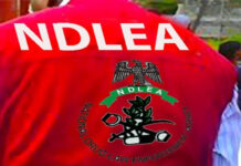 NDLEA Seizes Massive Drug Consignments, Arrests 75-Year-Old Suspect photo of ndla officer