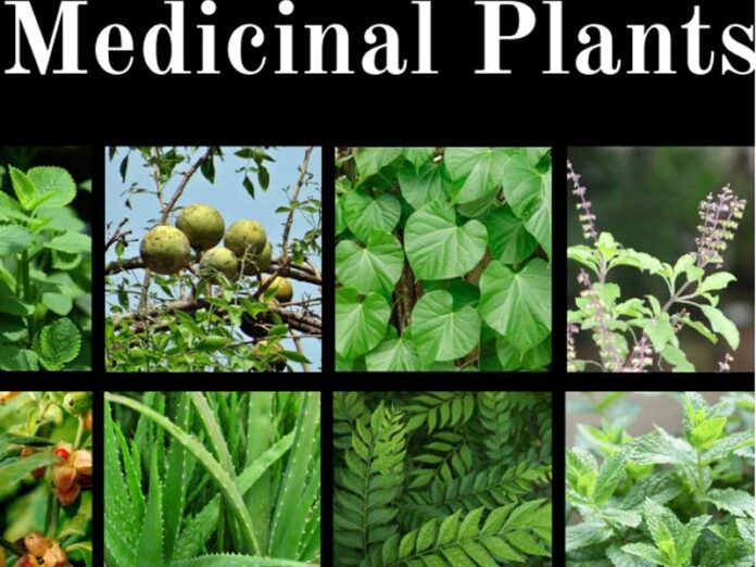 Medicinal-Plants
