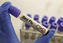 Australia Records First H5 Bird Flu Case, Completing Global Spread of Virus