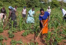 NADF: Abuja Small- Holder Farmers Gets 11,720 Bags Of Fertilizers