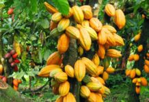 FG Rolls Out Free 1m Hybrid Cocoa Seedlings