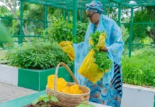 Oluremi Tinubu Harvests Vegetables at Villa Garden, Urges Nigerians to Grow Food at Home