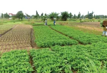 Flooding To Push Vegetable Prices Higher In Lagos, Farmers Warn