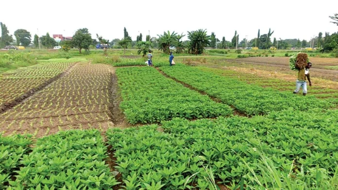 Vegetable-farmers-in-Lagos-1062x598_1784471108